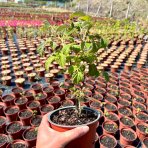 Malina červená (Rubus idaeus) ‘RUBY BEAUTY’® – výška 20-30cm, kont. C2L